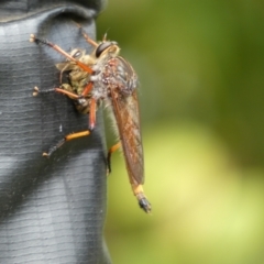 Colepia rufiventris at McKellar, ACT - 24 Jan 2022