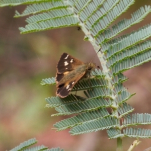 Dispar compacta at Cotter River, ACT - 1 Feb 2022