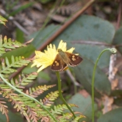 Timoconia flammeata (Bright Shield-skipper) at Namadgi National Park - 1 Feb 2022 by RAllen