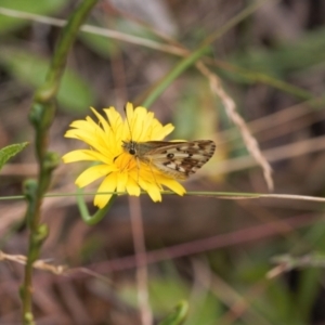 Anisynta monticolae at Cotter River, ACT - suppressed