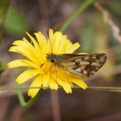 Anisynta monticolae at Cotter River, ACT - suppressed