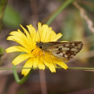 Anisynta monticolae at Cotter River, ACT - suppressed