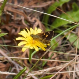 Anisynta monticolae at Cotter River, ACT - 1 Feb 2022