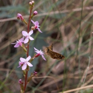 Anisynta monticolae at Cotter River, ACT - suppressed