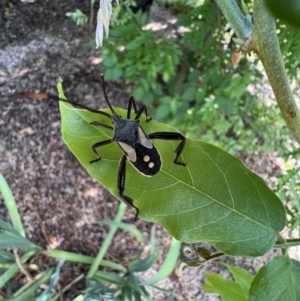 Mictis profana at Murrumbateman, NSW - 1 Feb 2022