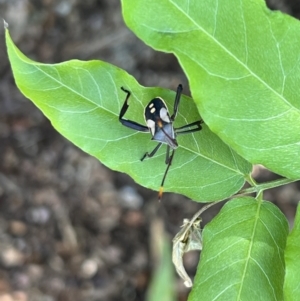 Mictis profana at Murrumbateman, NSW - 1 Feb 2022