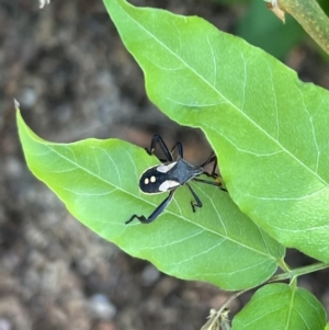 Mictis profana at Murrumbateman, NSW - 1 Feb 2022