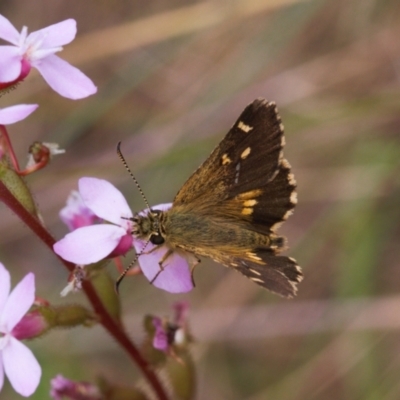 Anisynta monticolae (Montane grass-skipper) at Cotter River, ACT - 1 Feb 2022 by RAllen