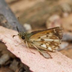 Anisynta monticolae at Cotter River, ACT - 1 Feb 2022