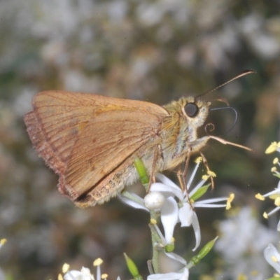 Timoconia flammeata (Bright Shield-skipper) at Gibraltar Pines - 30 Jan 2022 by Harrisi