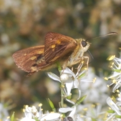 Timoconia flammeata at Paddys River, ACT - 30 Jan 2022