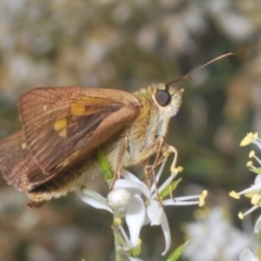 Timoconia flammeata at Paddys River, ACT - 30 Jan 2022 04:39 PM