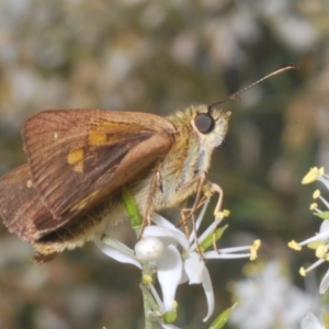 Timoconia flammeata at Paddys River, ACT - 30 Jan 2022 04:39 PM