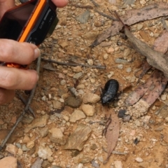 Panesthia australis (Common wood cockroach) at Namadgi National Park - 1 Feb 2022 by RAllen