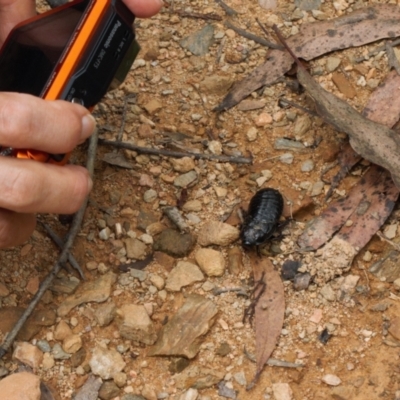Panesthia australis (Common wood cockroach) at Namadgi National Park - 1 Feb 2022 by RAllen