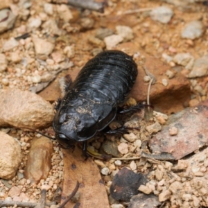 Panesthia australis at Cotter River, ACT - 1 Feb 2022