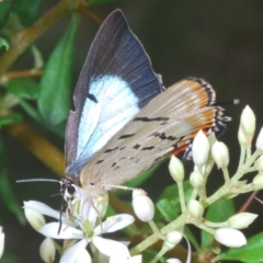 Jalmenus evagoras (Imperial Hairstreak) at Paddys River, ACT - 30 Jan 2022 by Harrisi