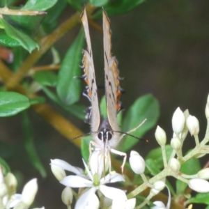 Jalmenus evagoras at Paddys River, ACT - 30 Jan 2022 04:38 PM