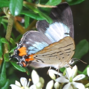 Jalmenus evagoras at Paddys River, ACT - 30 Jan 2022