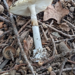 Amanita phalloides at Ainslie, ACT - 1 Feb 2022 06:28 PM