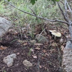 Amanita phalloides at Ainslie, ACT - 1 Feb 2022