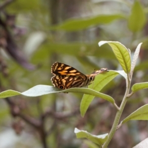 Oreixenica kershawi at Cotter River, ACT - 1 Feb 2022