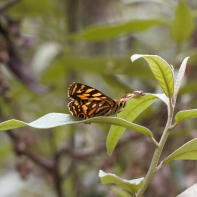 Oreixenica kershawi (Striped Xenica) at Namadgi National Park - 1 Feb 2022 by RAllen