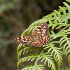 Oreixenica kershawi at Cotter River, ACT - 1 Feb 2022 12:02 PM