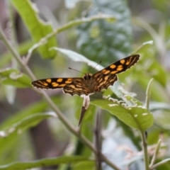 Oreixenica kershawi at Cotter River, ACT - 1 Feb 2022