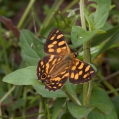 Oreixenica kershawi at Cotter River, ACT - 1 Feb 2022 12:02 PM