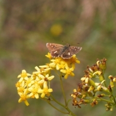 Anisynta monticolae (Montane grass-skipper) at Cotter River, ACT - 1 Feb 2022 by RAllen