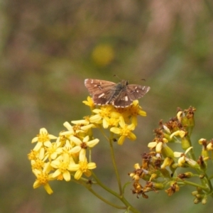 Anisynta monticolae at Cotter River, ACT - suppressed