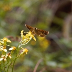 Anisynta monticolae at Cotter River, ACT - suppressed