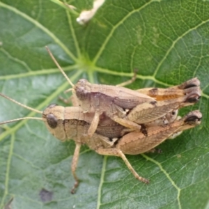 Phaulacridium vittatum at Murrumbateman, NSW - 30 Jan 2022