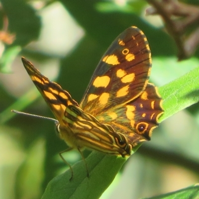 Oreixenica kershawi (Striped Xenica) at Namadgi National Park - 27 Jan 2022 by Christine