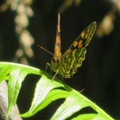 Oreixenica kershawi at Cotter River, ACT - 27 Jan 2022