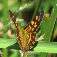 Oreixenica kershawi at Cotter River, ACT - 27 Jan 2022 02:27 PM