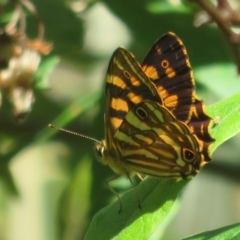 Oreixenica kershawi at Cotter River, ACT - 27 Jan 2022