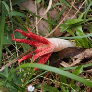 Clathrus archeri at Cotter River, ACT - 1 Feb 2022