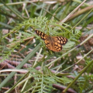 Heteronympha paradelpha at Cotter River, ACT - 1 Feb 2022