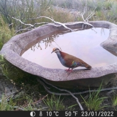 Phaps elegans (Brush Bronzewing) at Tinderry Mountains - 22 Jan 2022 by markus