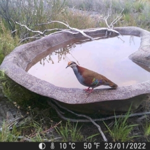 Phaps elegans at Tinderry, NSW - 23 Jan 2022