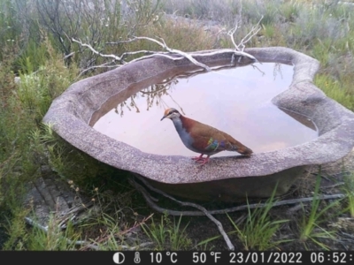 Phaps elegans (Brush Bronzewing) at Tinderry, NSW - 22 Jan 2022 by markus