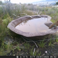 Phaps elegans at Tinderry, NSW - 23 Jan 2022