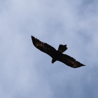 Aquila audax (Wedge-tailed Eagle) at Cook, ACT - 29 Jan 2022 by Tammy