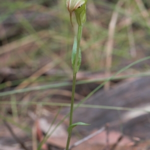 Diplodium decurvum at Cotter River, ACT - 1 Feb 2022