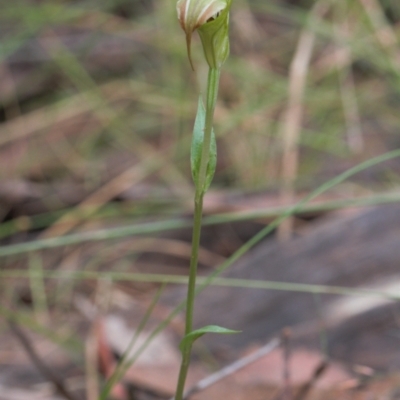 Diplodium decurvum (Summer greenhood) at Cotter River, ACT - 1 Feb 2022 by RAllen