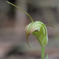 Diplodium decurvum at Cotter River, ACT - suppressed