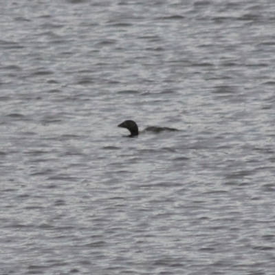 Biziura lobata (Musk Duck) at Wayo, NSW - 1 Feb 2022 by Rixon