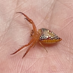 Arkys walckenaeri (Triangle spider) at Namadgi National Park - 1 Feb 2022 by RAllen